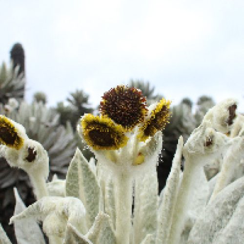 prueba1_Mesa de trabajo 1